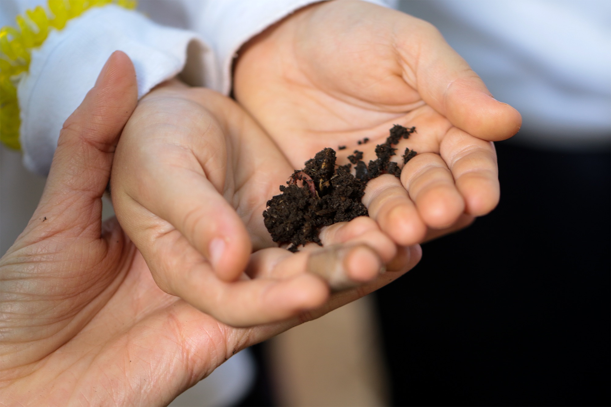 Mãos de criança e adulto segurando terra e minhocas da compostagem