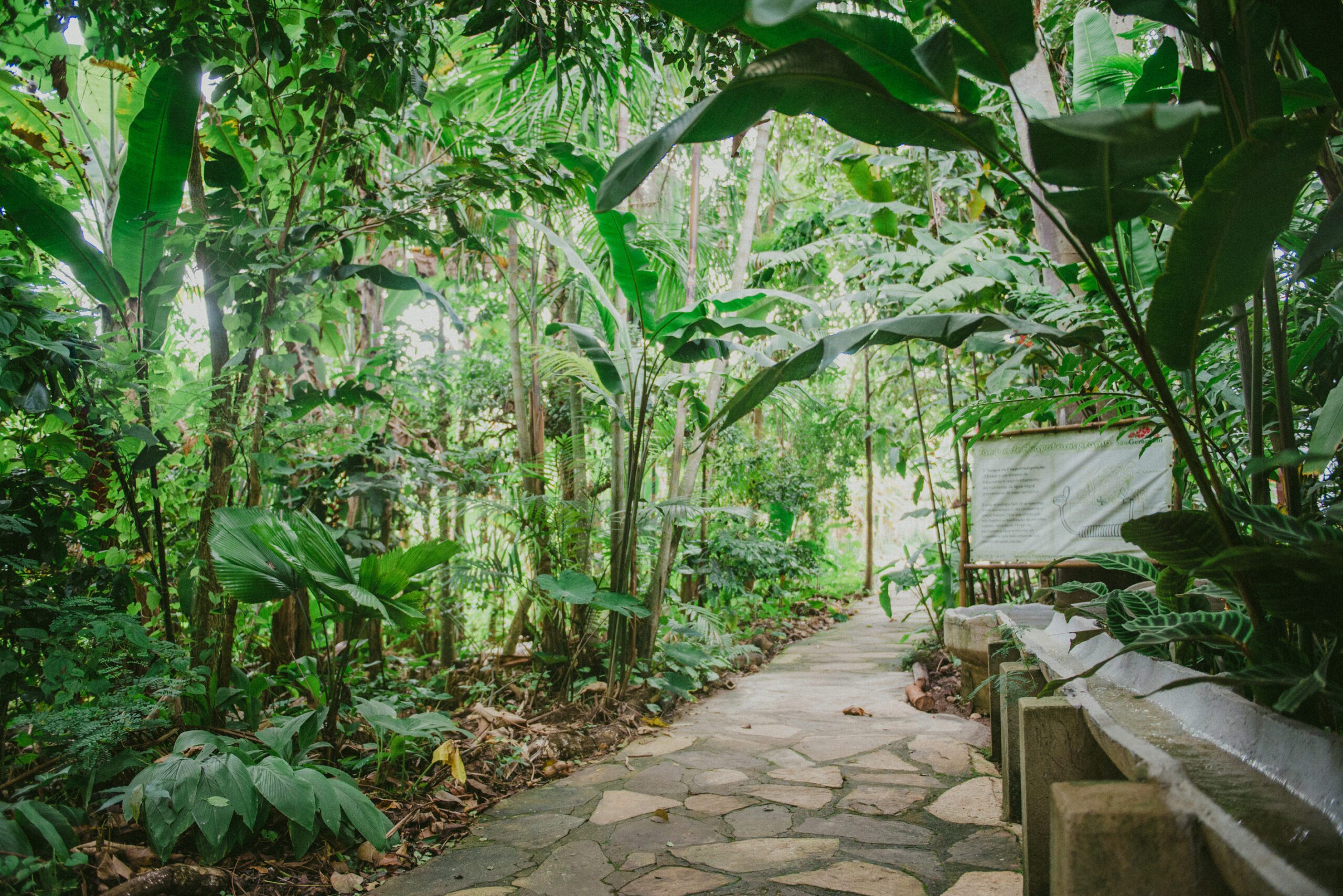 Trilha na floresta do Sítio Geranium, em meio à agrofloresta